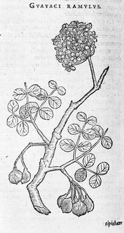 Indian Guaiacum- a branch illustrated by C. de l'Ecuse.