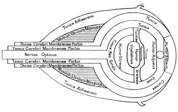 Optical diagram of the eye with description in English.