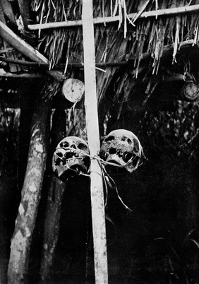 M0005504: Two human skulls lashed to a pole of the 'Potuma'