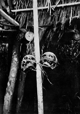 Trophy skulls lashed to a pole of the 'Potuma', the club house of the men.