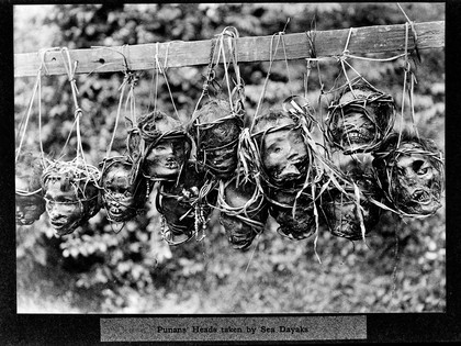 Punan's heads taken by Sea Dayaks