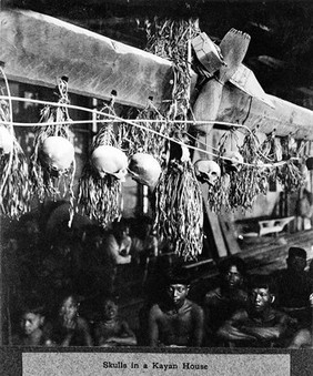 Skull trophies in a Kayan house