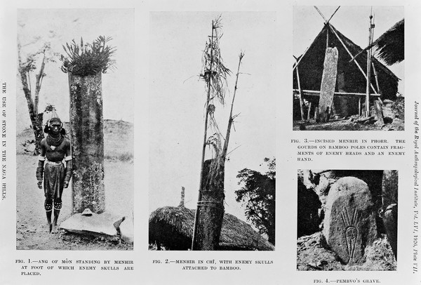 Enemy skulls at the foot of Menhir and attached to bamboo. For Hulton's theories regarding head hunting among the Nagas see J.R.A.I. volume LVIII, 1928.