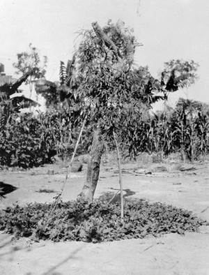view M0005688: Eleusine plant growing in the centre of a homestead and a pile of eleusine leaves drying, North Central Africa