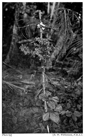 Taboo Mark in Williamson's Customs of the World