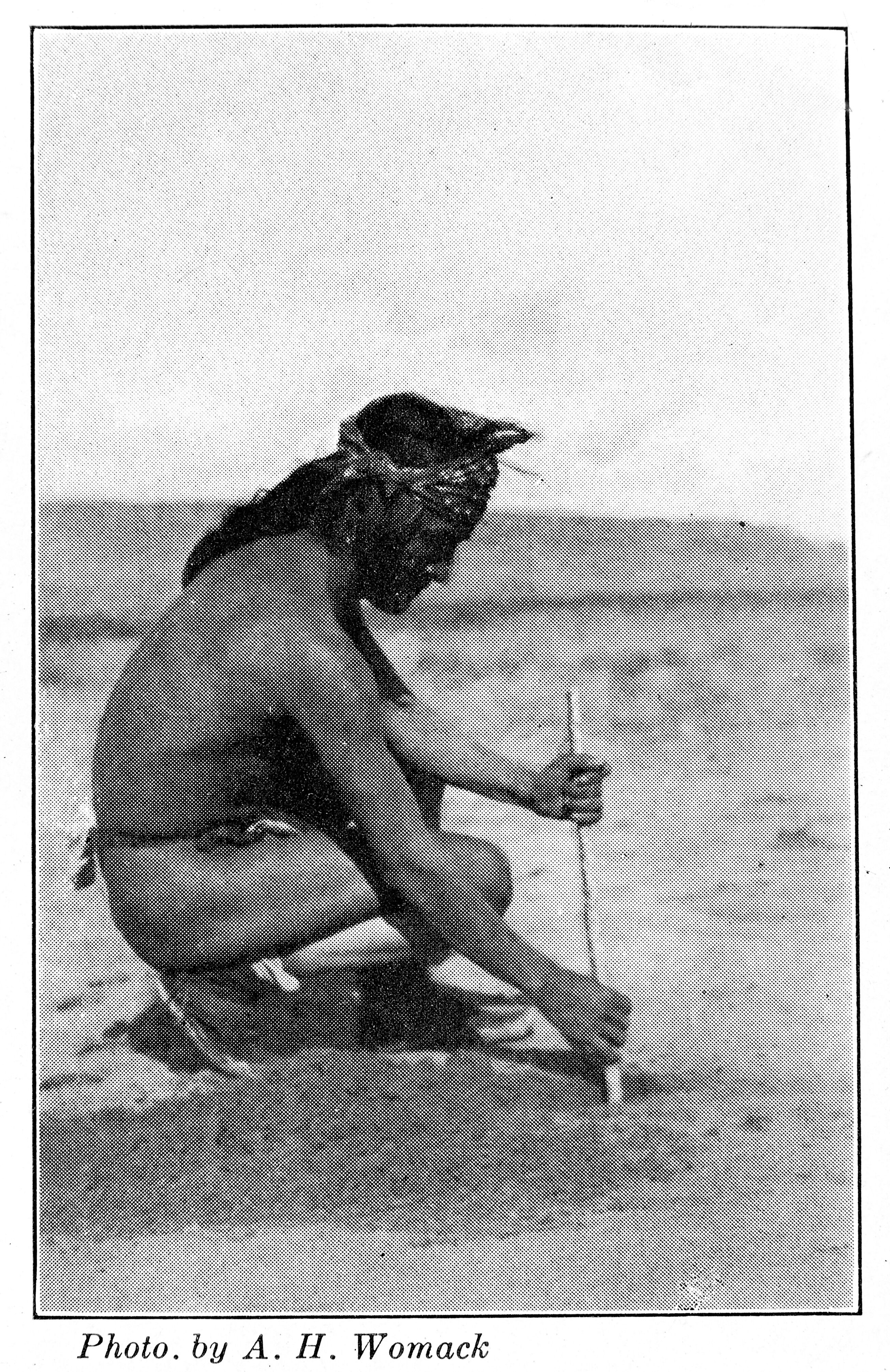 Hopi ceremonial corn planting The corn is grown in the desert and