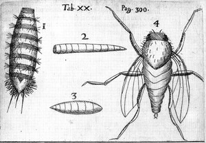 view Grubs generated in rotten eggs