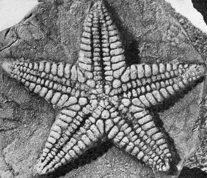 Cast of Devonaster eucharis. A paleozoic starfish.