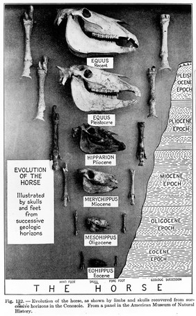 Evolution of the horse as shown by limbs andd skulls recovered from successive horizons in the cenozoic. American Museum of Natureal History.