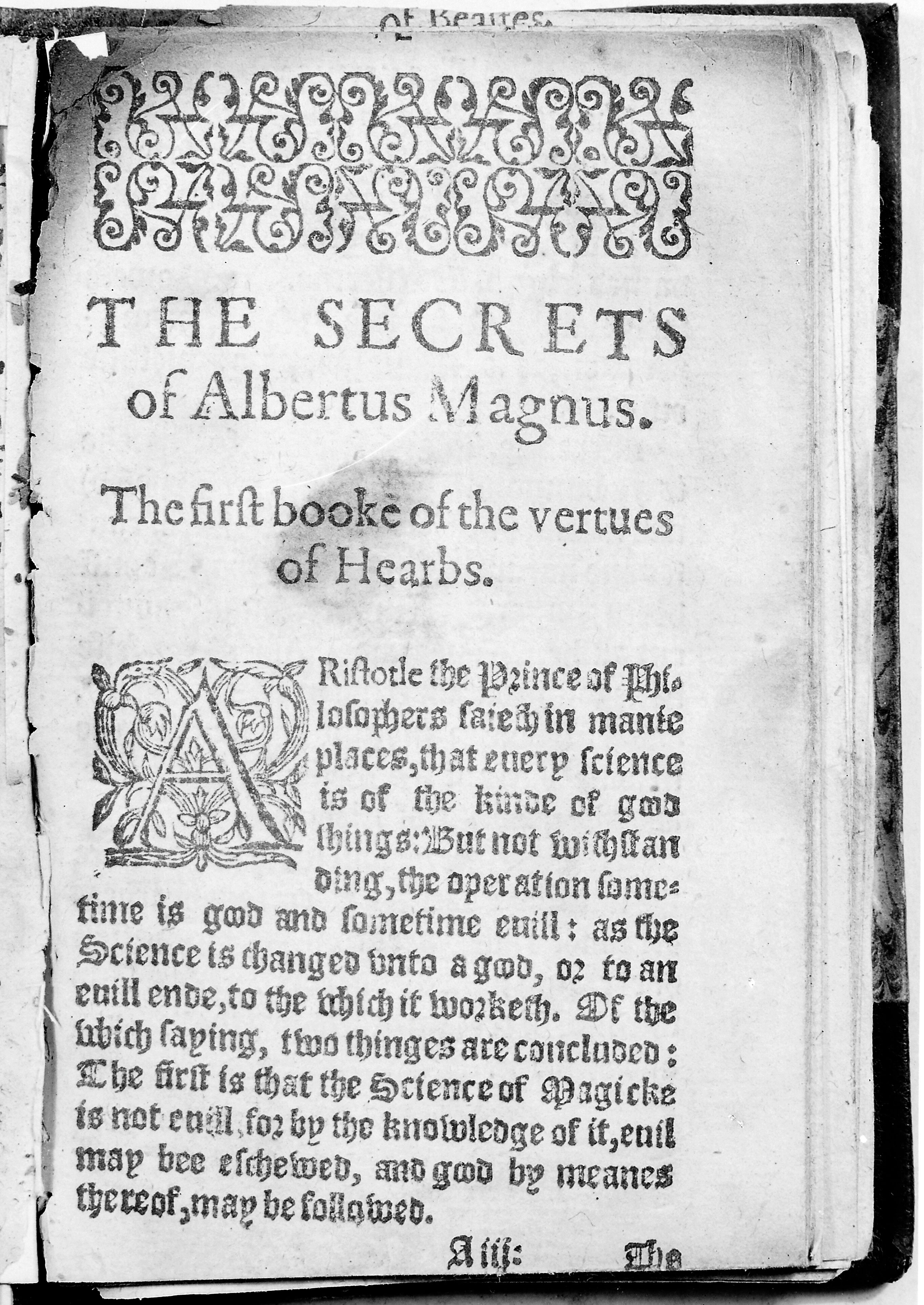 Portrait of Albertus Magnus. Collection