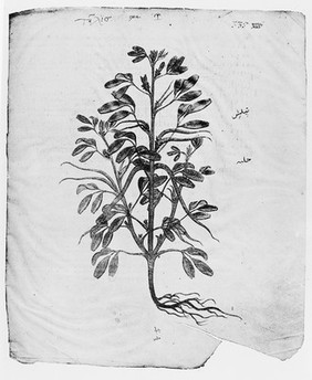 M0006407: Fenugreek, from Dioscorides: <i>Juliana Anicia Codex</i>