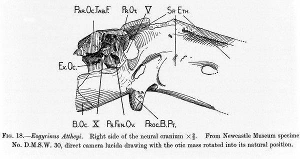 M0006663: Drawings of the dorsal neural arch of the <i>Eogyrinus Attheyi</i>