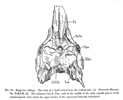 M0006663: Drawings of the dorsal neural arch of the <i>Eogyrinus Attheyi</i>