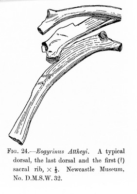 M0006663: Drawings of the dorsal neural arch of the <i>Eogyrinus Attheyi</i>