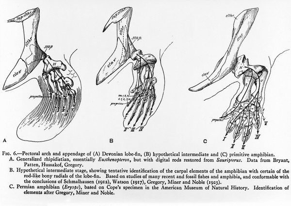 M0006792: Illustrations showing the evolution of the pectoral arch and appendage from "Devonian lobe-fin" to "primitive amphibian"