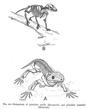 M0006794: Illustrations comparing the skeletons of a Seymouria and Opposum