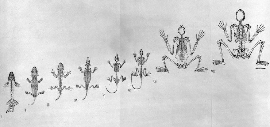 M0006797: Illustration showing the evolution of the skeleton in animals