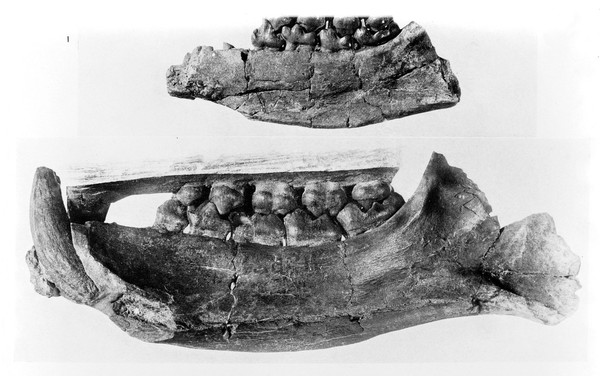 M0006803: Lower and partial upper jaw of an unknown species