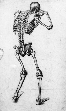 M0006950: Anatomical drawing of a human skeleton viewed from behind