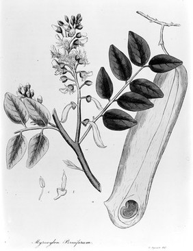 M0006975: Illustration of a Myroxylon Peruiferum leaf
