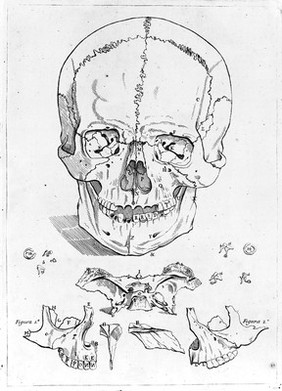 M0007277: Illustration of a skull