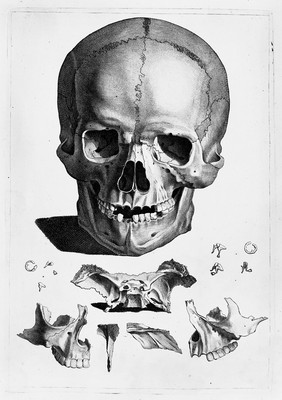 M0007277: Illustration of a skull