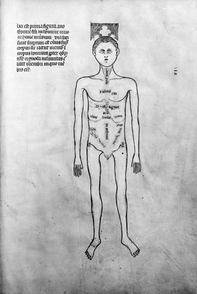 Guido de Vigevano, miniature anatomical figures, 1345