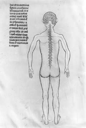 Guido de Vigevano, miniature anatomical figures, 1345