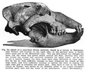 view Skull of a cave bear(ursus spelaeus), found in a cavern at Nebresima near Trieste; skull now in Museo Civico, Trieste.