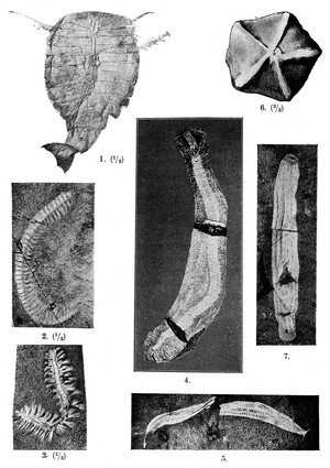 view Lower Cambrian, example of typical forms of life.