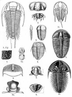 Upper Cambrian, example of typical forms of life.