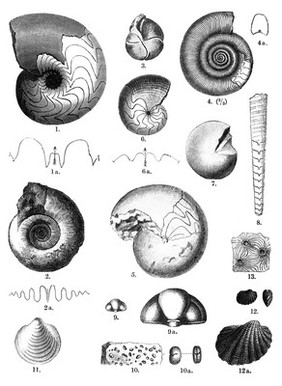 M0008760: Upper Devonian, example of typical forms of life