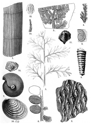 view Lower Carboniferous, example of typical forms of life in this geological period