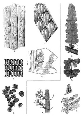 Lower Carboniferous, example of typical forms of life in this geological period