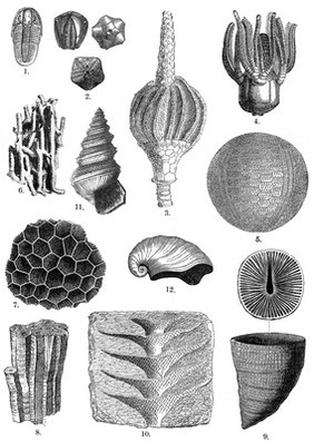 M0008763: Upper Carboniferous, example of typical forms of life