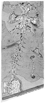 M0008768: <i>Andrias scheuchzeri</i>, fossil of an extinct species of giant salamander