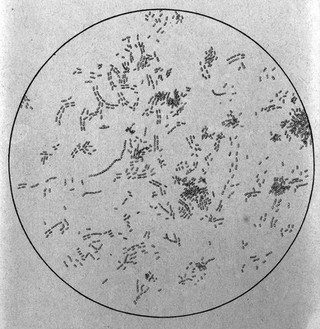 Œuvres de Pasteur / réunies par Pasteur Vallery-Radot.