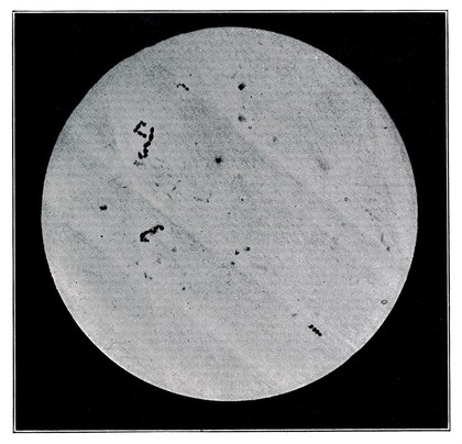 The oldest known bacteria designated as Microccus from the pre-Cambrian Rocks of Montana