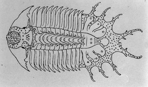 view Paleozoic examples of Pathology: a large paleozoic spinose Trilobite Terataspis Grandis Hall etc., showing the exaggerated spines as indications of racial senescence