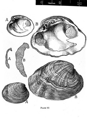 M0008857: Miocene normal and pathologic clams