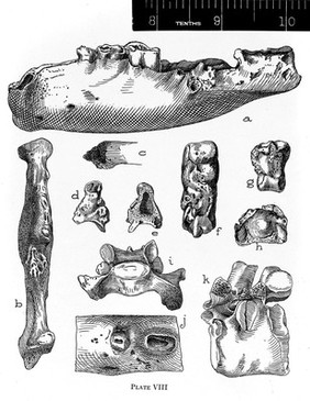 Pathological bones of pleistocene cave-bears, A-K