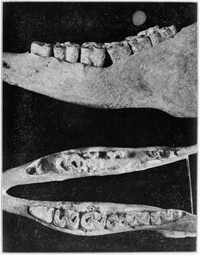 Views of the mandible of of a three toed horse