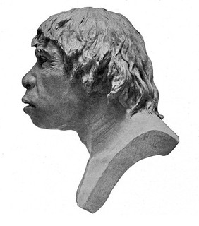 Profile: Restoration of the head of Piltdown Man.