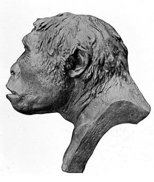 view Profile; Restoration of head of Pithecanthropus.