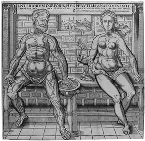 view Anatomical plate, a male and female figure.