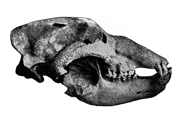 Skull of a Cave-Bear (Ursus Spelaeus) found in a cavern at Nabresina near Trieste and bearing on the right side in the parietal bone a Palaeolithic stone axe of the Mousterian type.