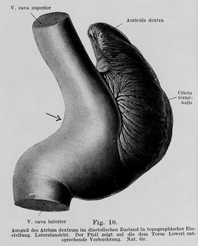 Lehrbuch der systematischen Anatomie / von Julius Tandler.