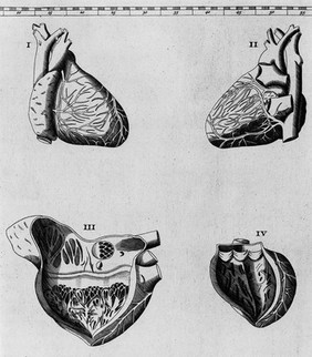 Bernardi Siegfried Albini ... Explicatio tabularum anatomicarum B. Eustachii ... / [Bartolomeo Eustachi].