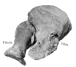 view Amputated right tibia of a giant sea turtle archelon Ischyros; from Pierre Cretaceous of the South Fork, Cheyenne, South Dakota