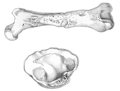 Femur of large adult cave bear; Moodie's Paleopathology